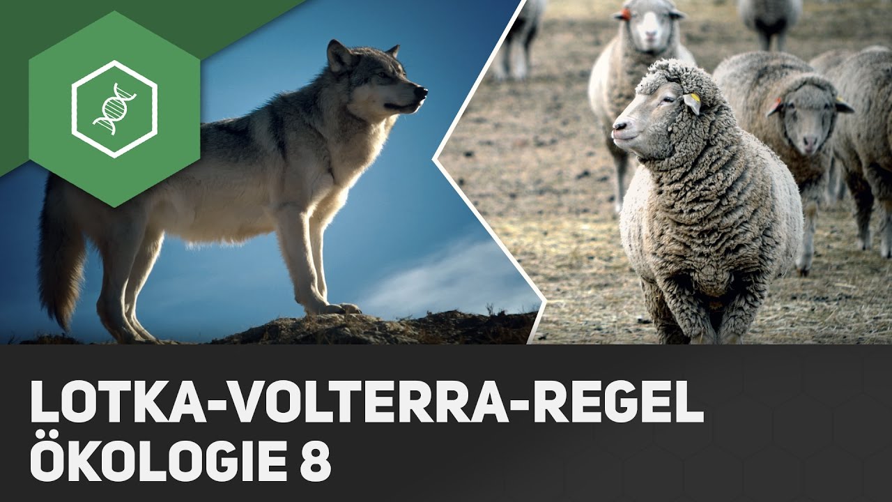 Lotka-Volterra-Regeln - Ökologie 8