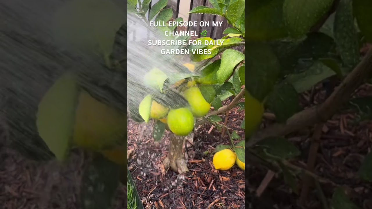 Water My Mediterranean Garden With Me 🍋 | Ep 8