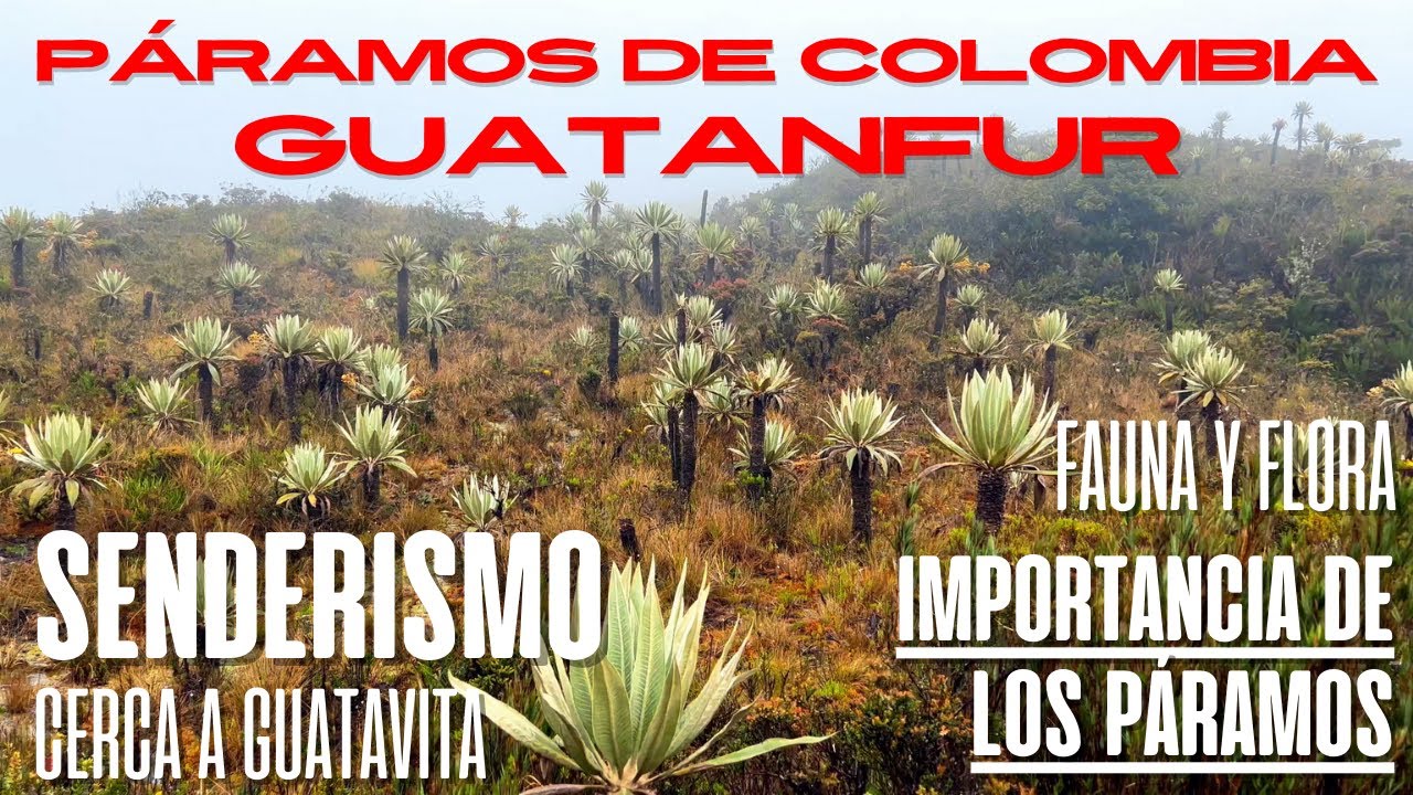 PÁRAMOS de Colombia - GUATANFUR - La importancia de los páramos - Fauna y Flora