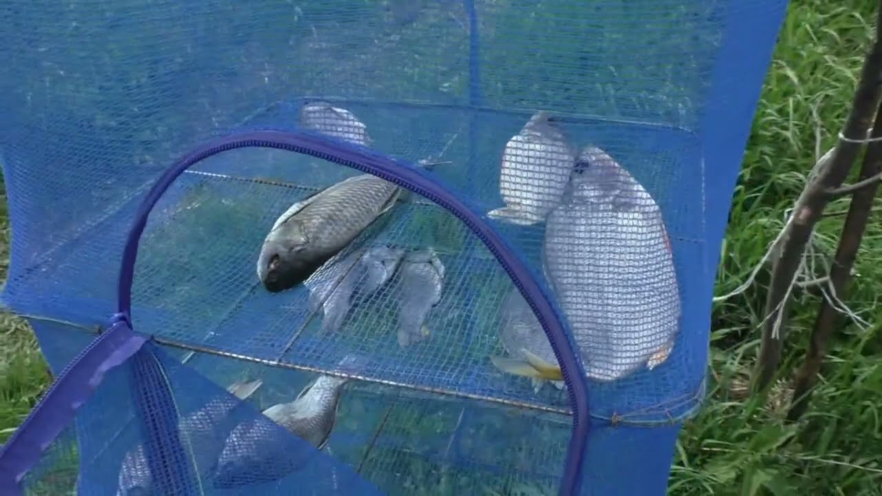 Кабаний кордон. Новости-хреновости.