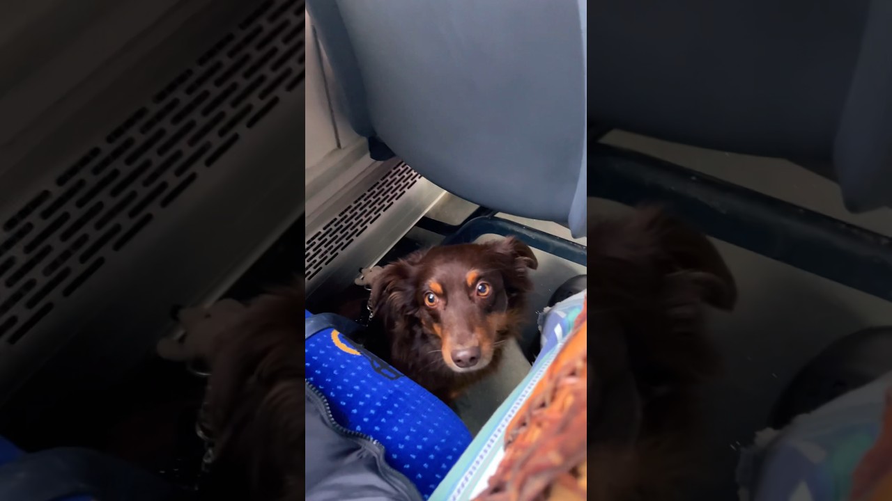 First time on the bus 🚌 #cutedog#dogvideo#shepherd#rescueddog#dogonthebus#travelingwithdog#sweetdog