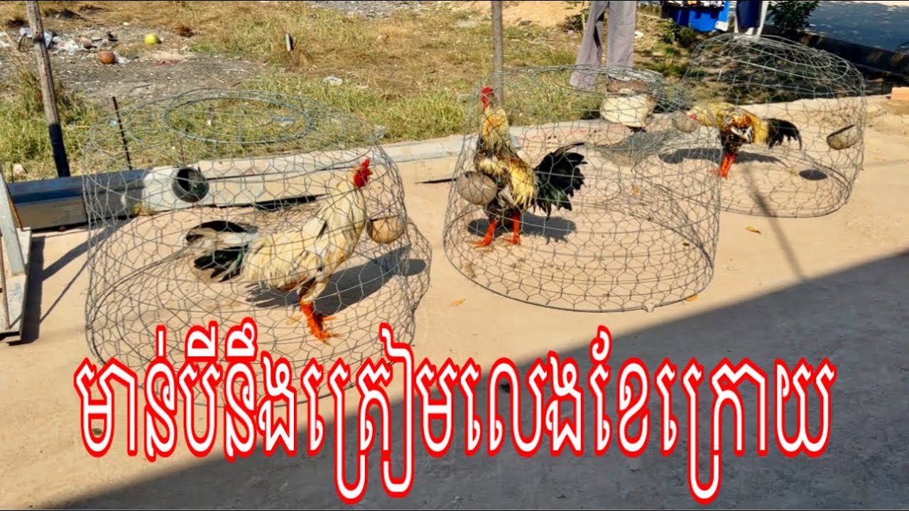Part 58, មាន់បីត្រៀមលេងខែក្រោយ#roosterchicken 