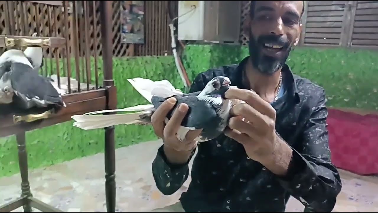 الابلق الاسود مع ماجد والهرم❤️#تربووالغيةالمصرية