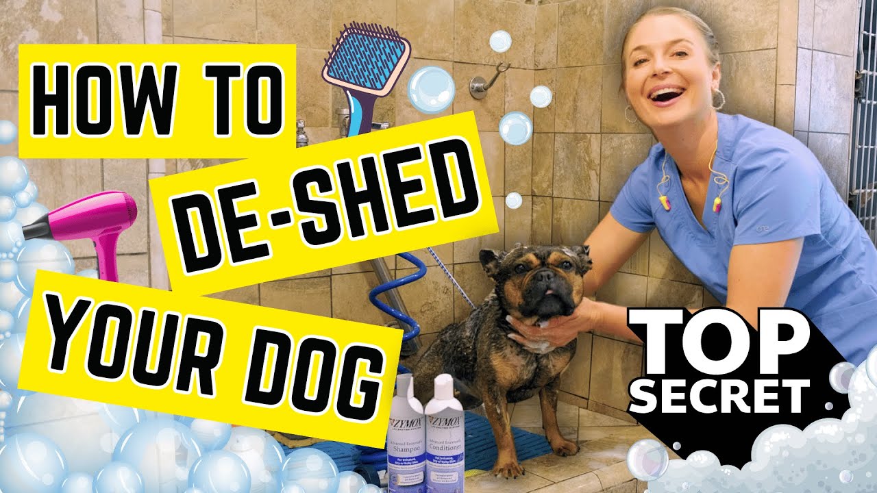 How to Properly De-shed your Dog's Coat?! | Vet Simply Explains!