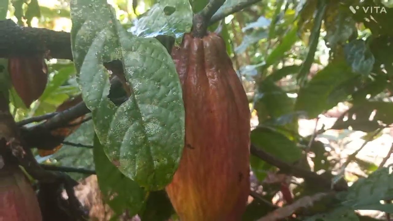 Falando como plantar cacau!!