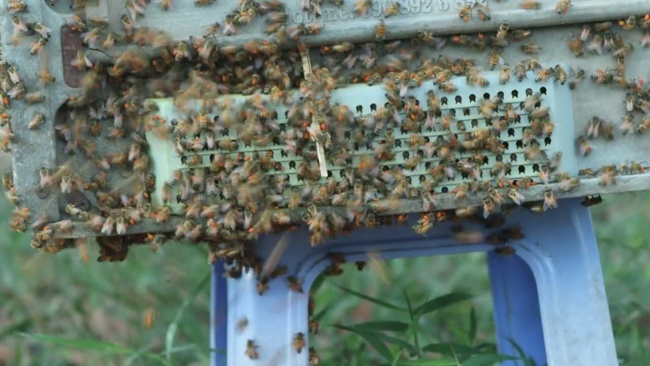 Bee huny.#Beefeater#foodisdelicious#insects#dothingsyoudontwanttodo#foodisgood#saveourbees#beakeeper
