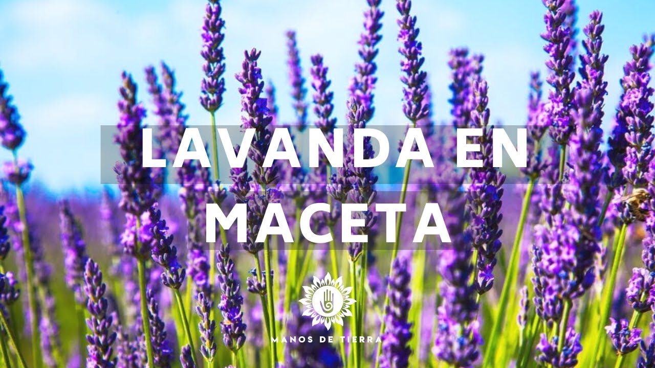 Como Plantar LAVANDA En Maceta/sembrar lavanda/manos de tierra