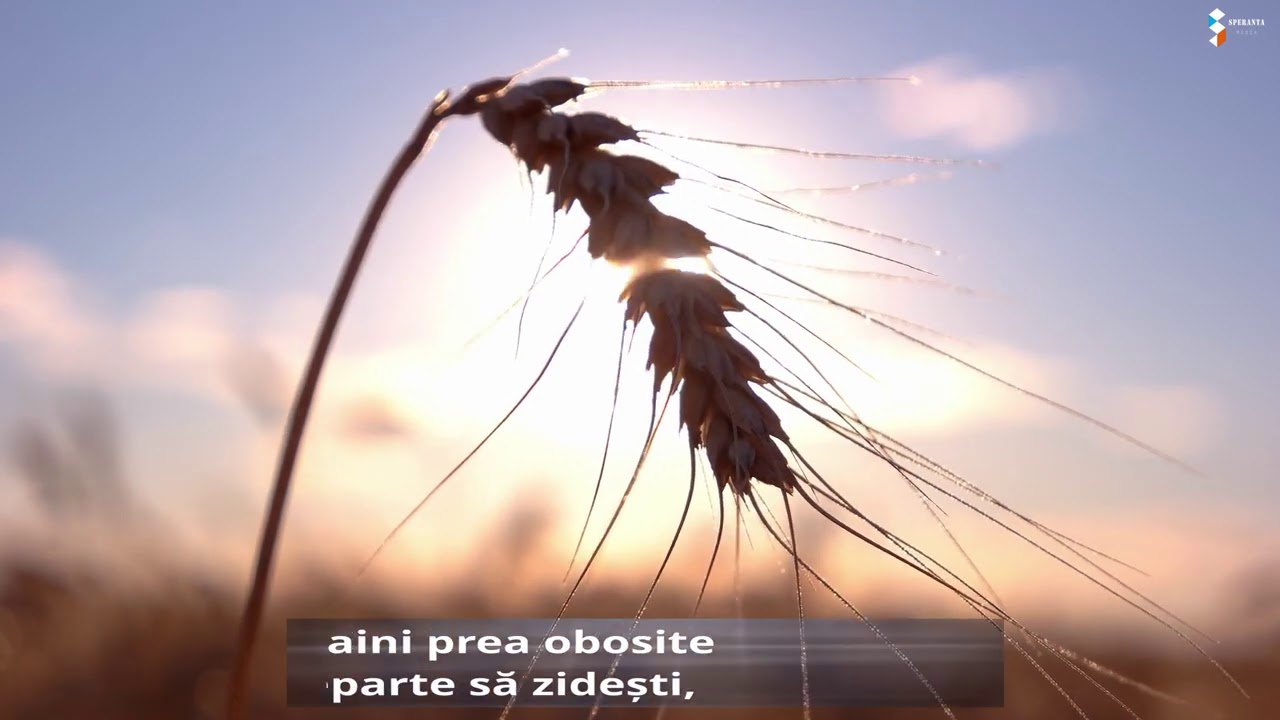 Nu esti singur! - Neagoe Nicoleta, poezie