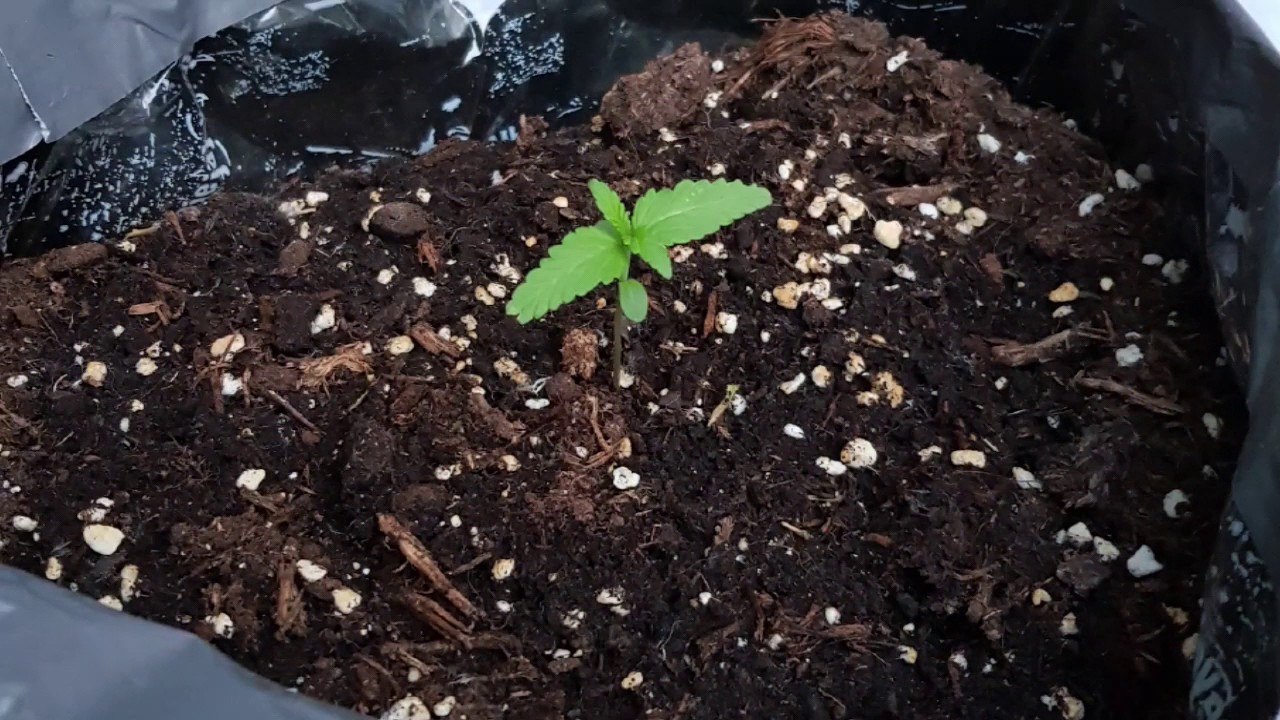 Vision seeds white widow autoflower day 3 till day 16