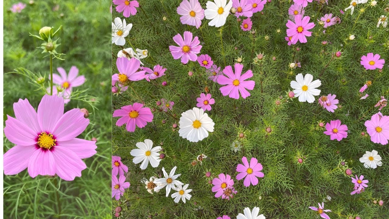 波斯菊/一把種子變成一片花海
