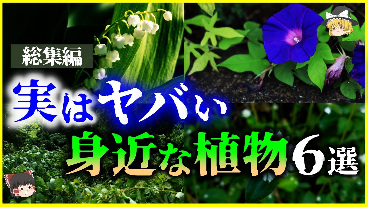 【ゆっくり解説】猛毒に大繁殖…実はヤバい身近な植物6選を解説/スズラン、アサガオ、スイセン、葛、ツタ他【総集編】＜作業用＞＜睡眠用＞