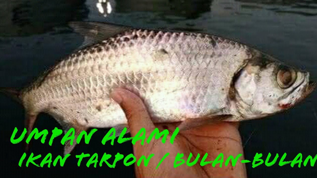 Cara Mancing Ikan Tarpon - Umpan Alami Ikan Tarpon atau Bulan-bulan