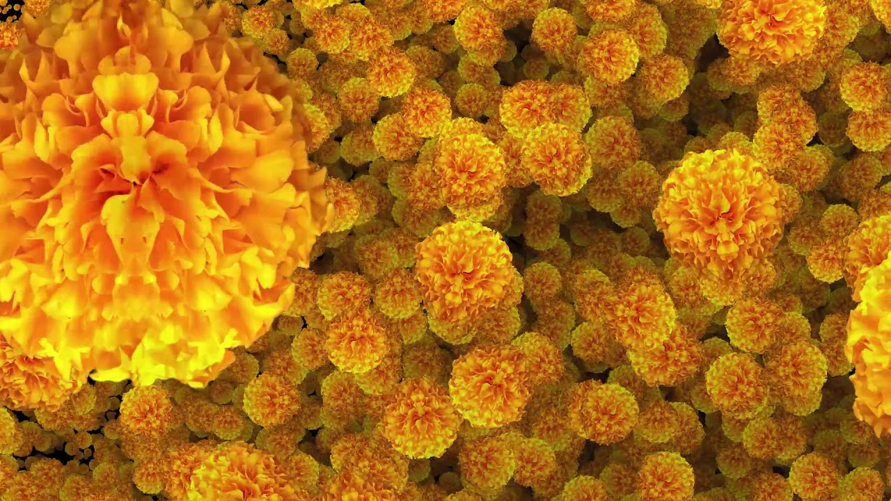 Marigold Flowers Moving  Animation Background Video Effect