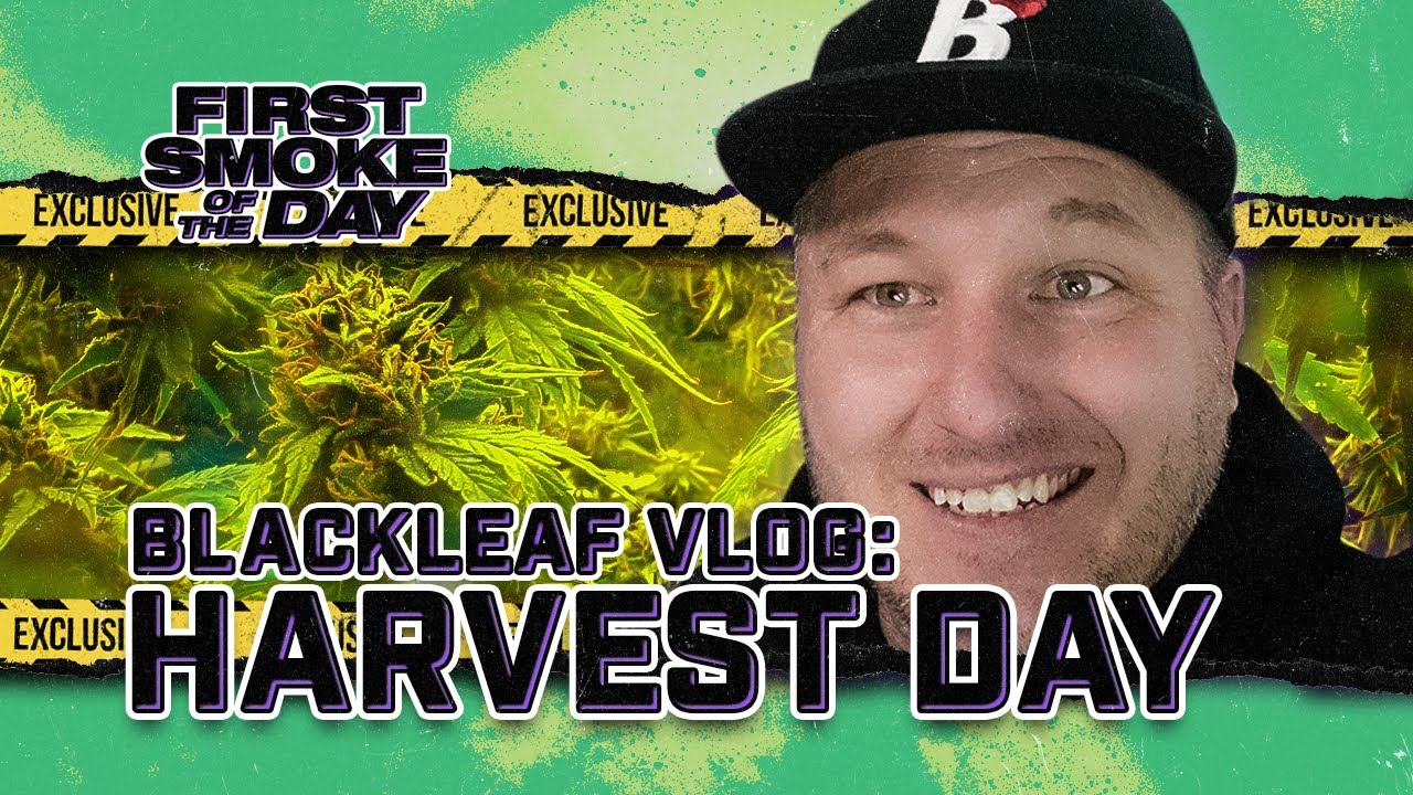 Blackleaf VLOG: Harvest Day at the New Facility, Platinum Cookies & Zerbert