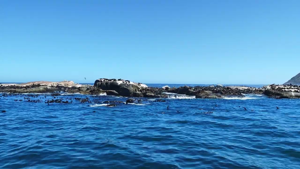 South Africa, Cape Town, Duiker Island