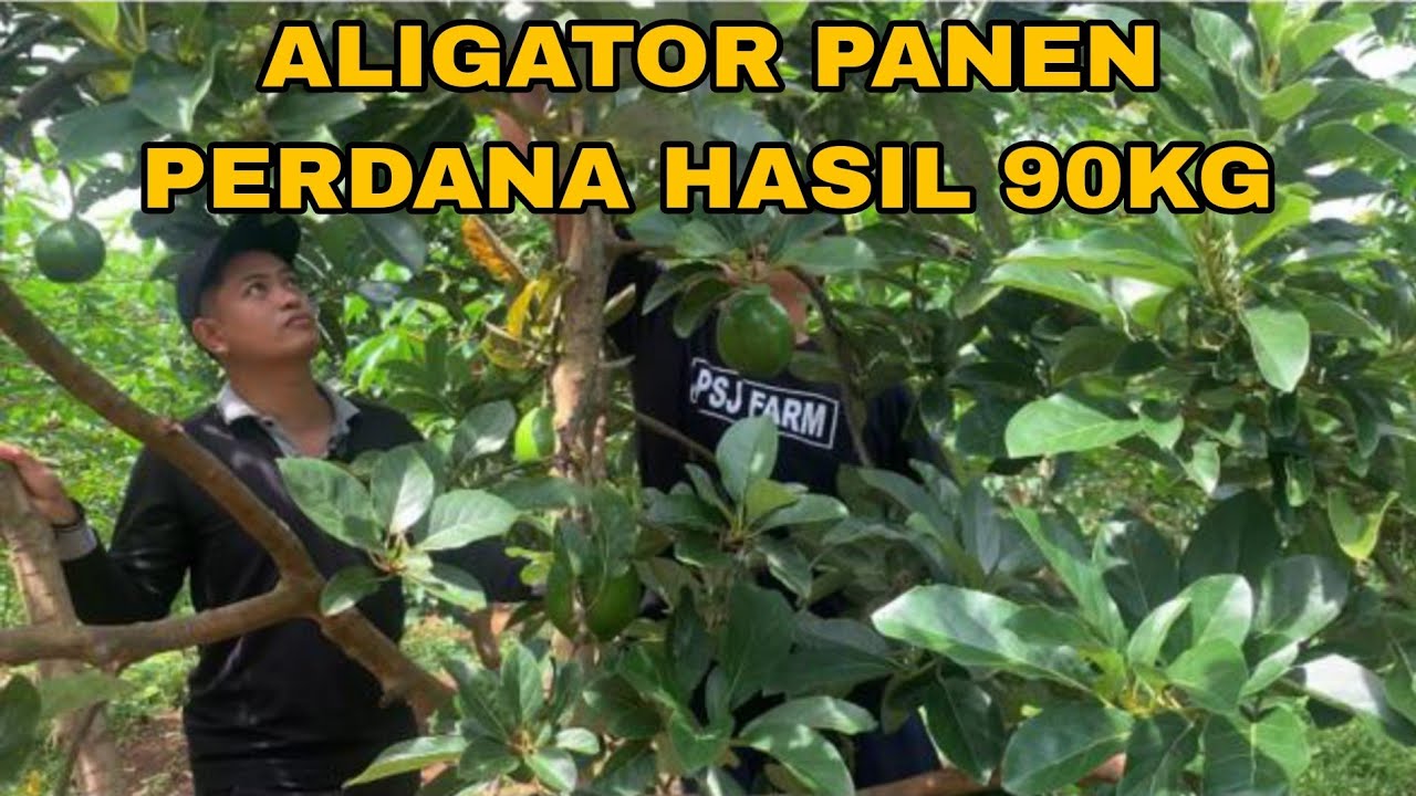 ALPUKAT INI HASILKAN 90KG SEKALI PANEN
