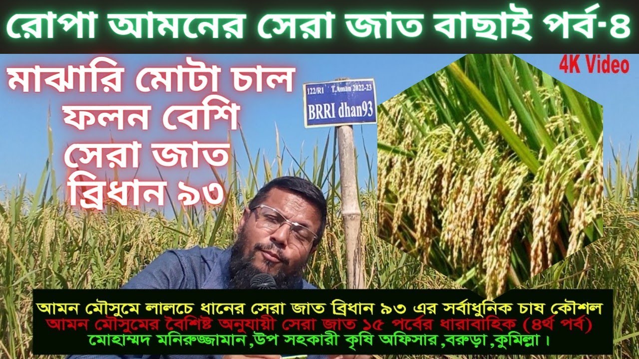 আমনে লালচে মাঝারী মোটা চালের উচ্চ ফলনশীল জাত ব্রিধান ৯৩ চাষ কৌশল|Amazing BRRI 93 Documentary