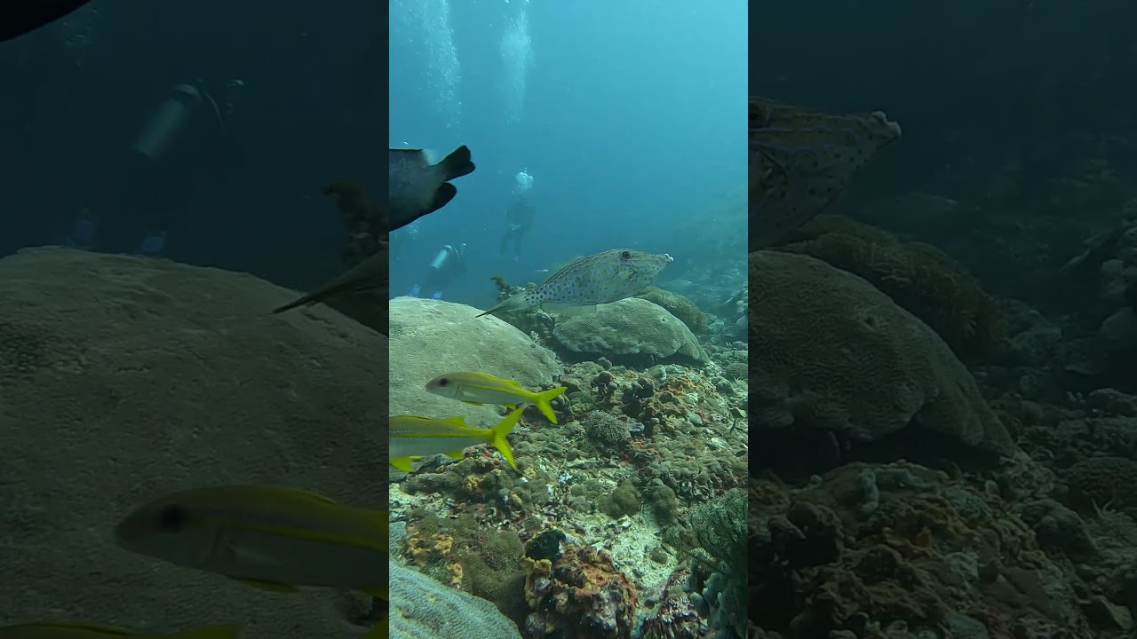 #ScrawledFileFish(Aluterus Scriptus).