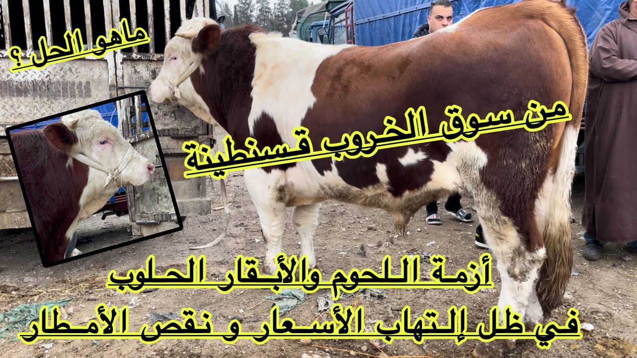 إرتفاع أسعار الأبقار الحلوب و عجول التربية أمام ندرة الأمطار يخيف الكثير من المربين إلى أين يتجه و.ع