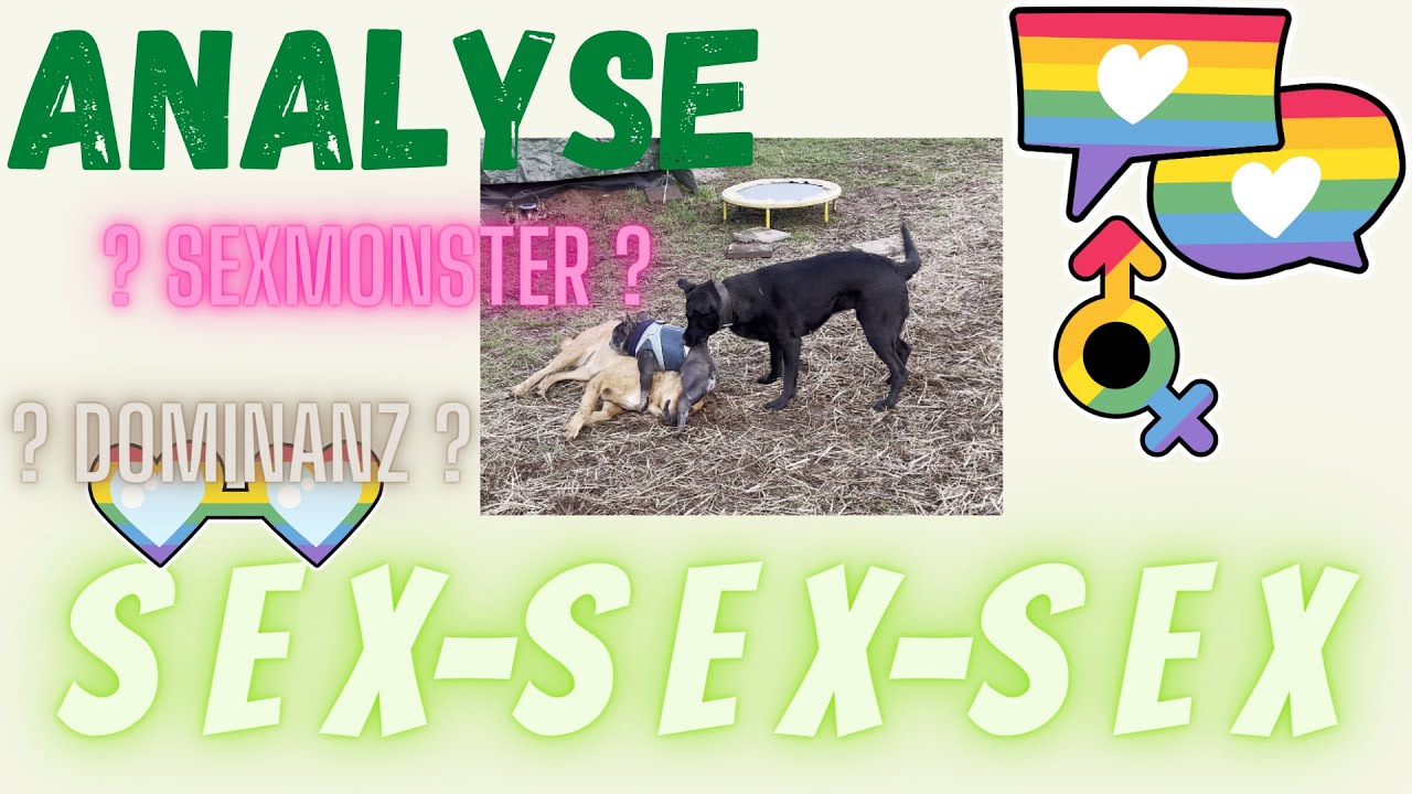 Analyse: Warum zeigt Rudi ausgerechnet da Sexualverhalten?