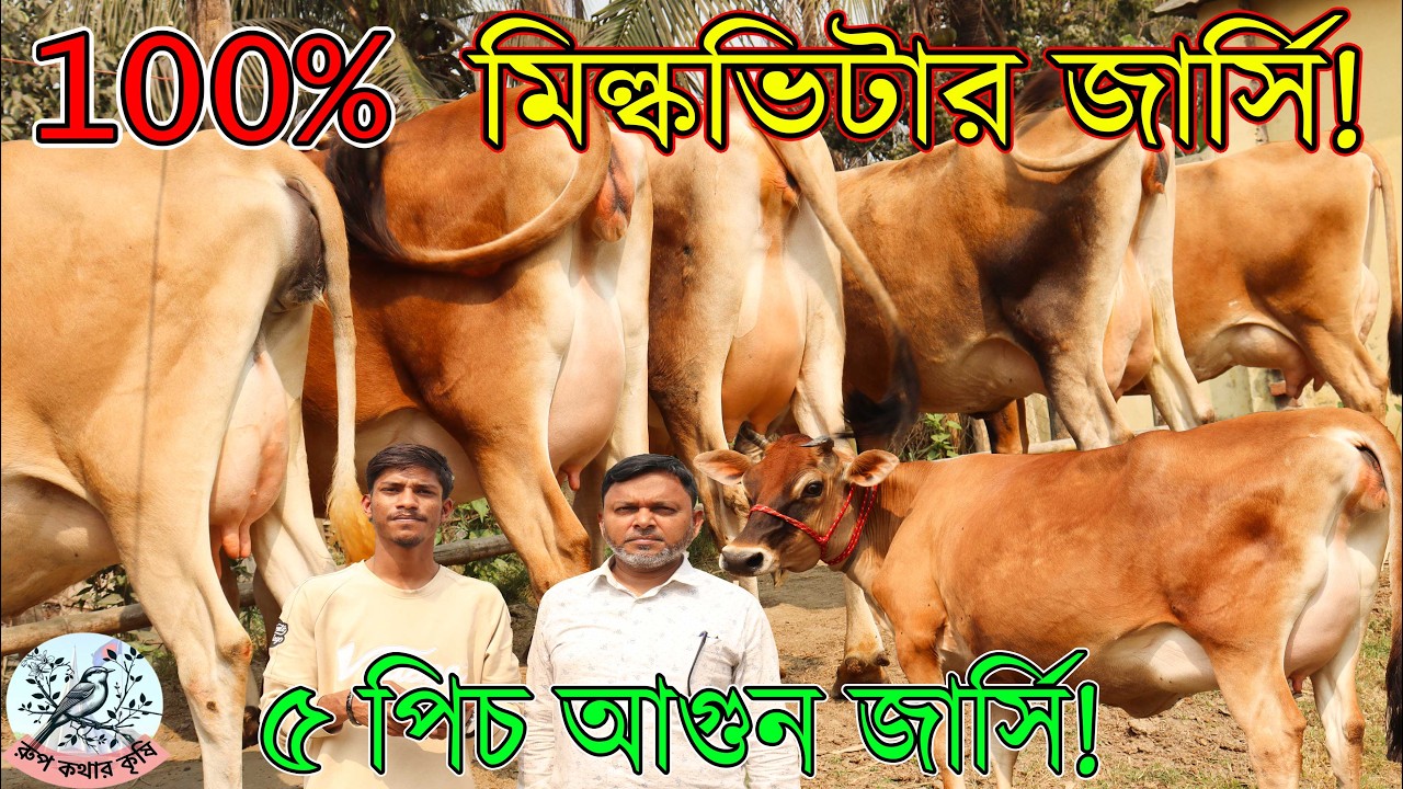 বাঘাবাড়ী মিল্কভিটার অরিজিনাল জার্সি গাভী।২৩৫এ জার্সি গাভী ১৭ লিটার দুধ৫পিচ গাড়ি ভাড়ার অফার জার্সি