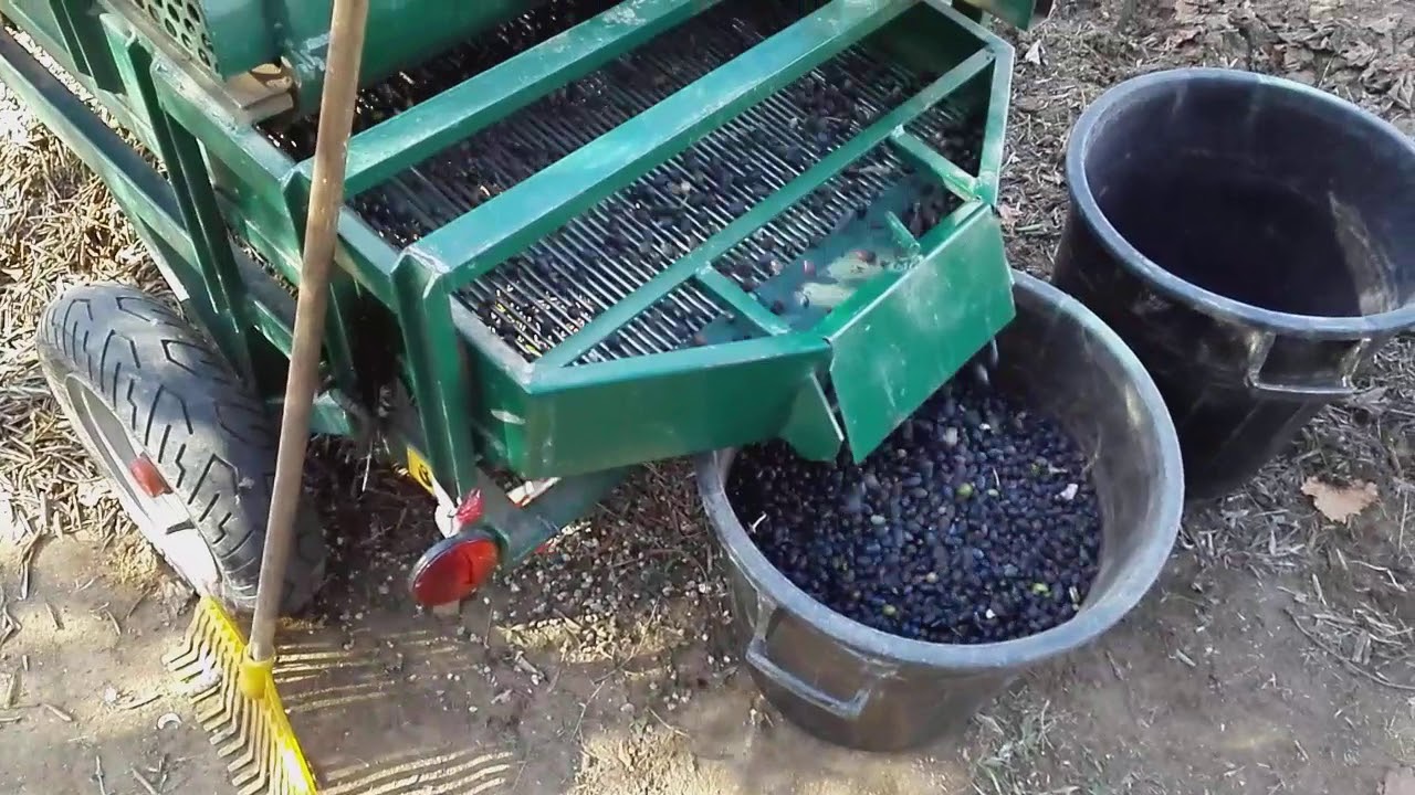Pulitura olive con cernitrice