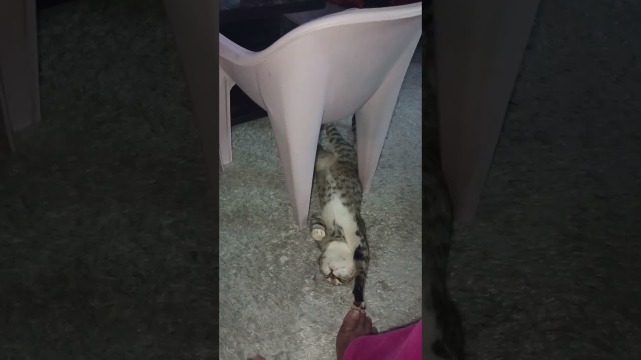 Emmah the cat doesn't leave my feet to rest, is it a toy? 
