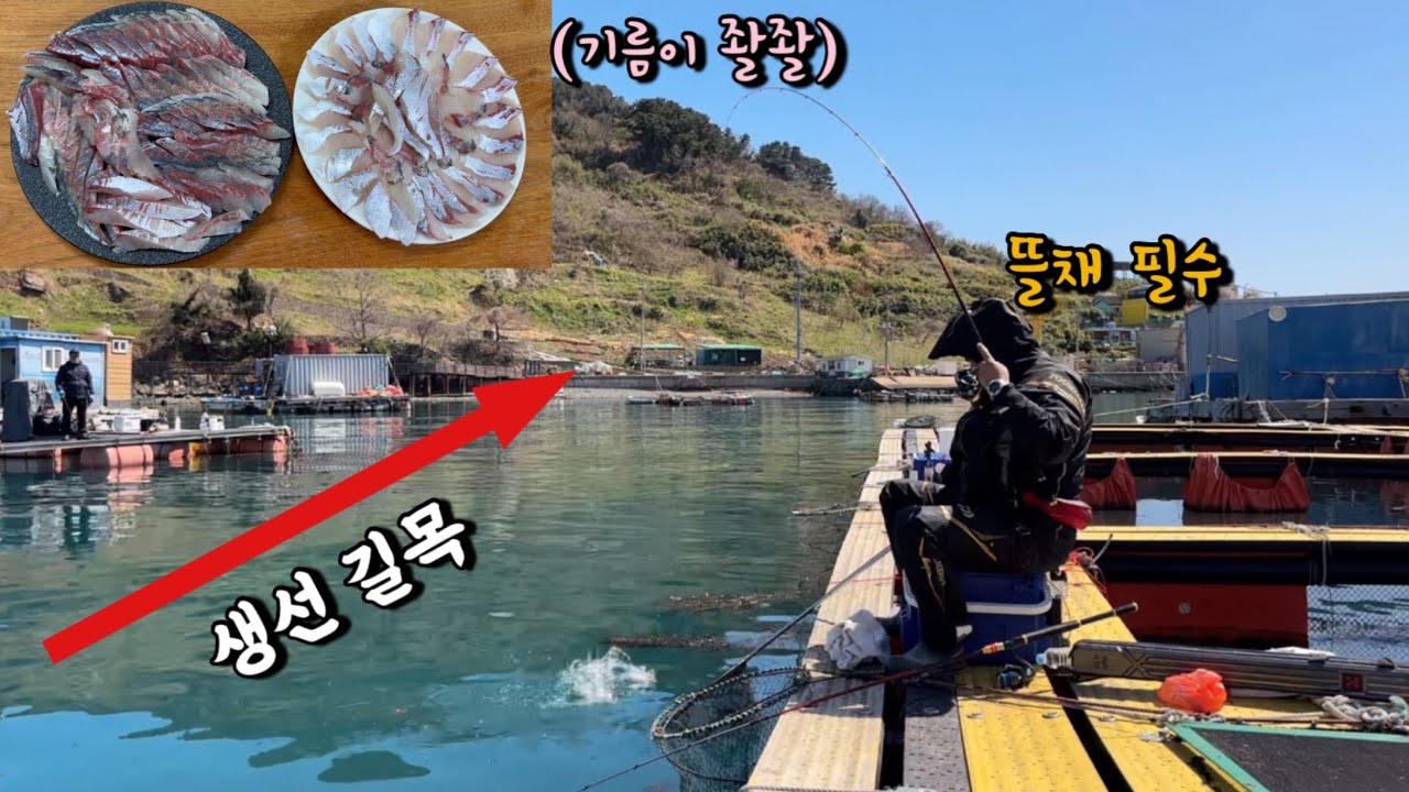 올 시즌 싸이즈부터 남 다릅니다! 잡아서 무조건 먹어보아야 할 생선!!