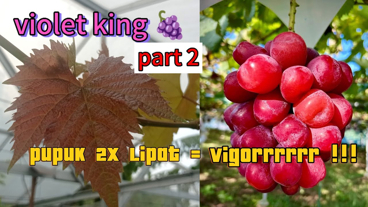 Part 2 !! Varian anggur dari jepang (SUSAH) untuk pemula!! #violetking #anggurvioletking