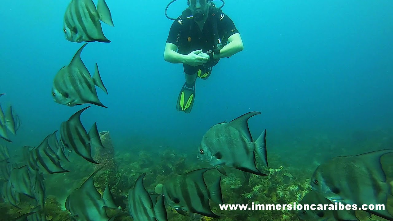 Film de plongées en Martinique, de Sainte-Anne au Rocher du Diamant avec Plongée Immersion Caraïbes