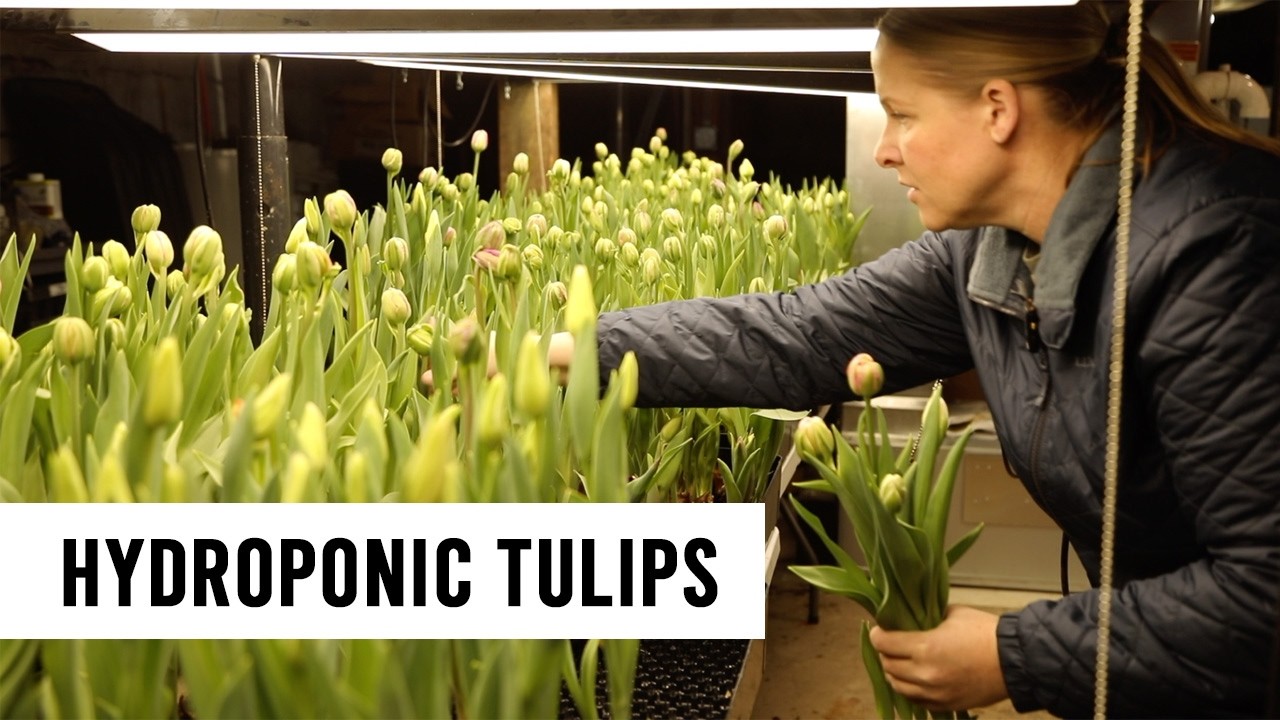 Harvesting & Rehydrating Valentine Hydroponic Tulips - Winter Cut Flowers