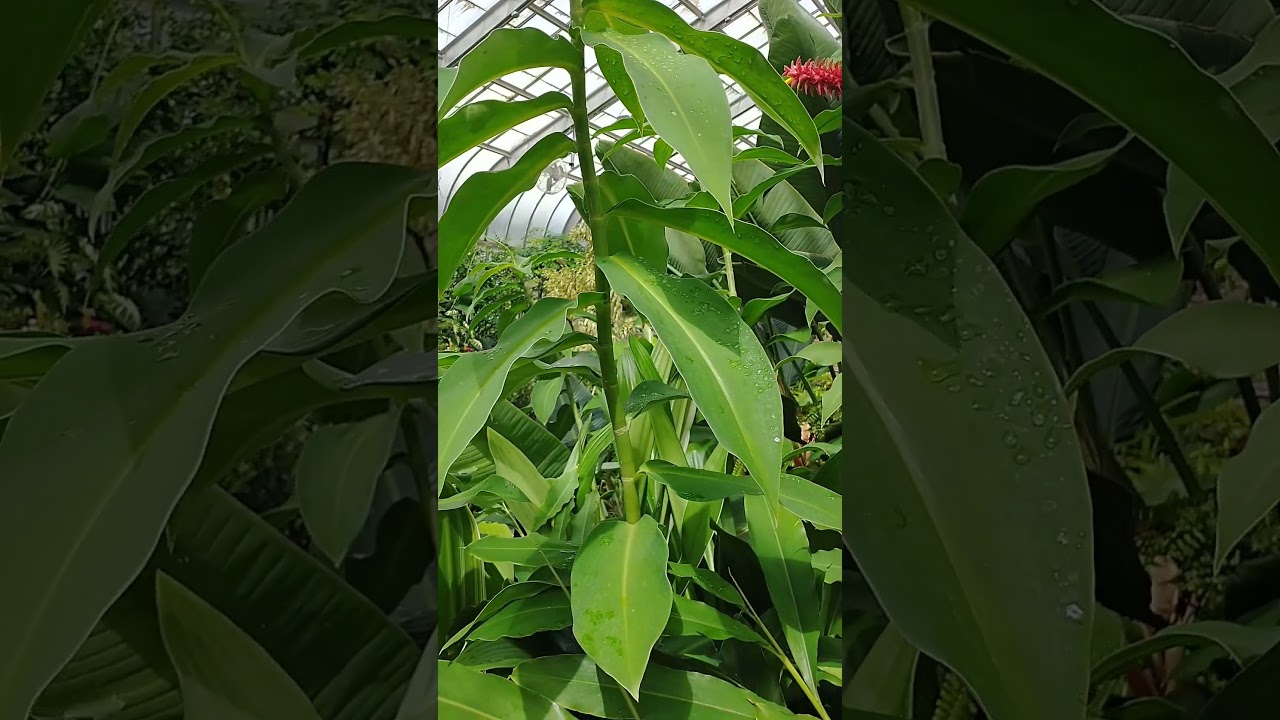 The Red Tower Ginger #redginger #exoticplant #exoticflower #ginger #redtowerginger #irinapokalenko
