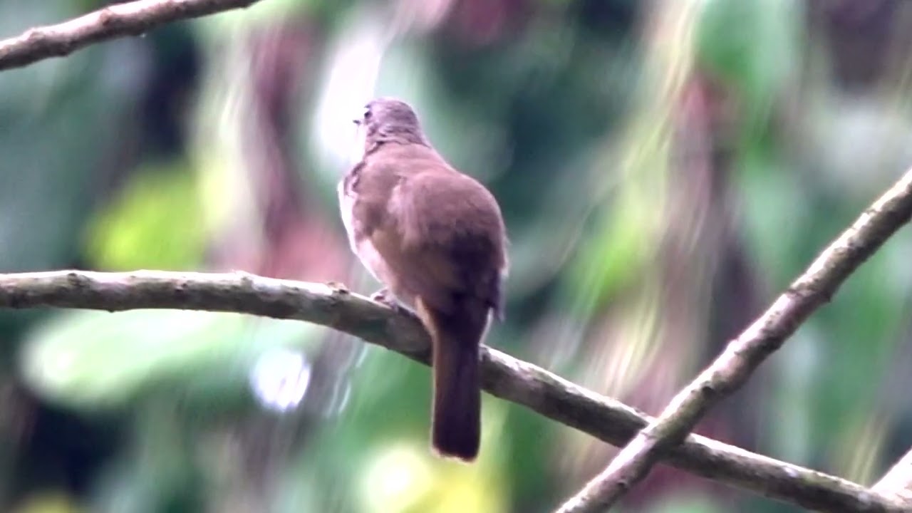 Olive-winged Bulbul's call