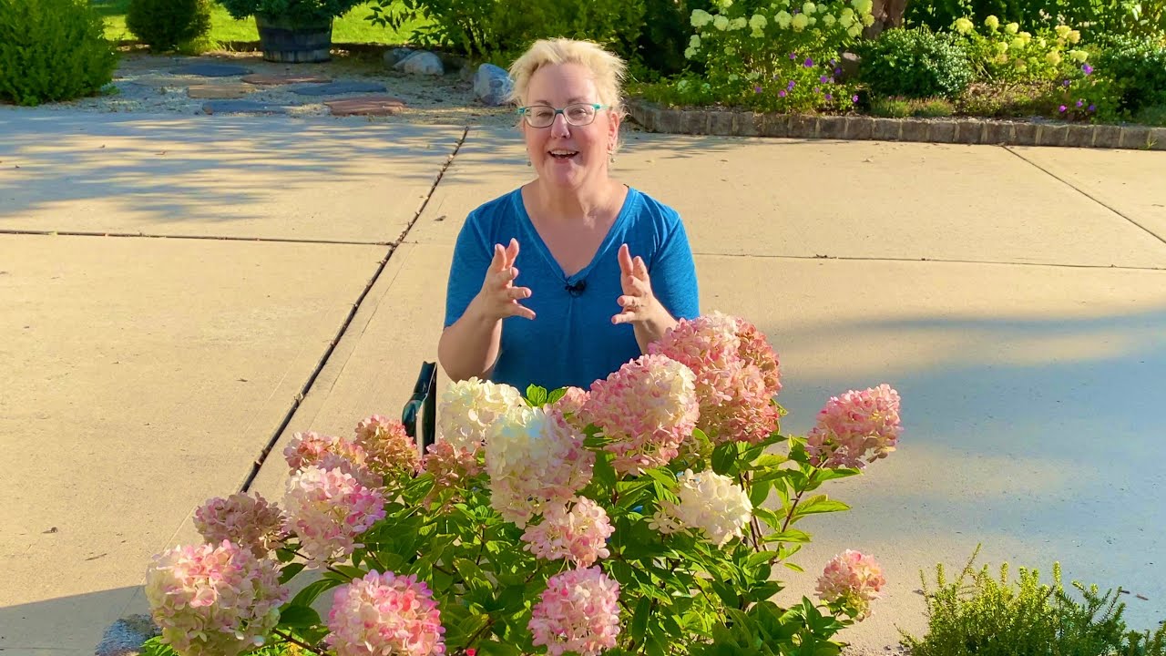 Panicle Hydrangeas Not Turning Pink? Two Reasons Why (Little Lime Punch Example)
