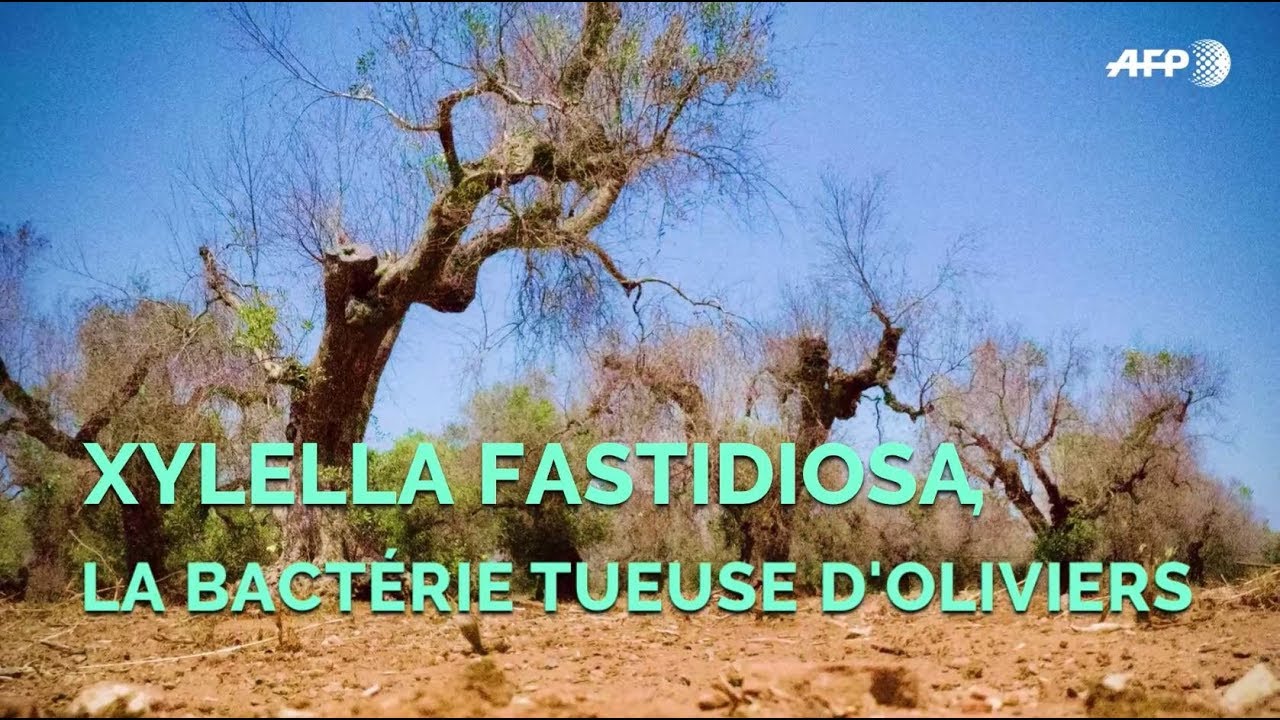 Xylella Fastidiosa, la bactérie tueuse d'oliviers | AFP Photo