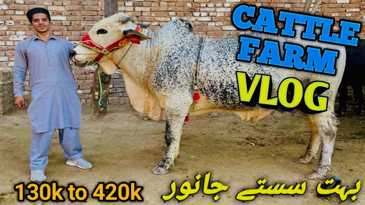 Brother Cattle Farm Vlog || For Sale in Peshawar || Cattle’s Prices