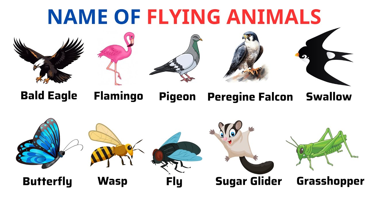 English Vocabulary | Flying Animals Names | Animal Names | Animal Names In English | Learn English