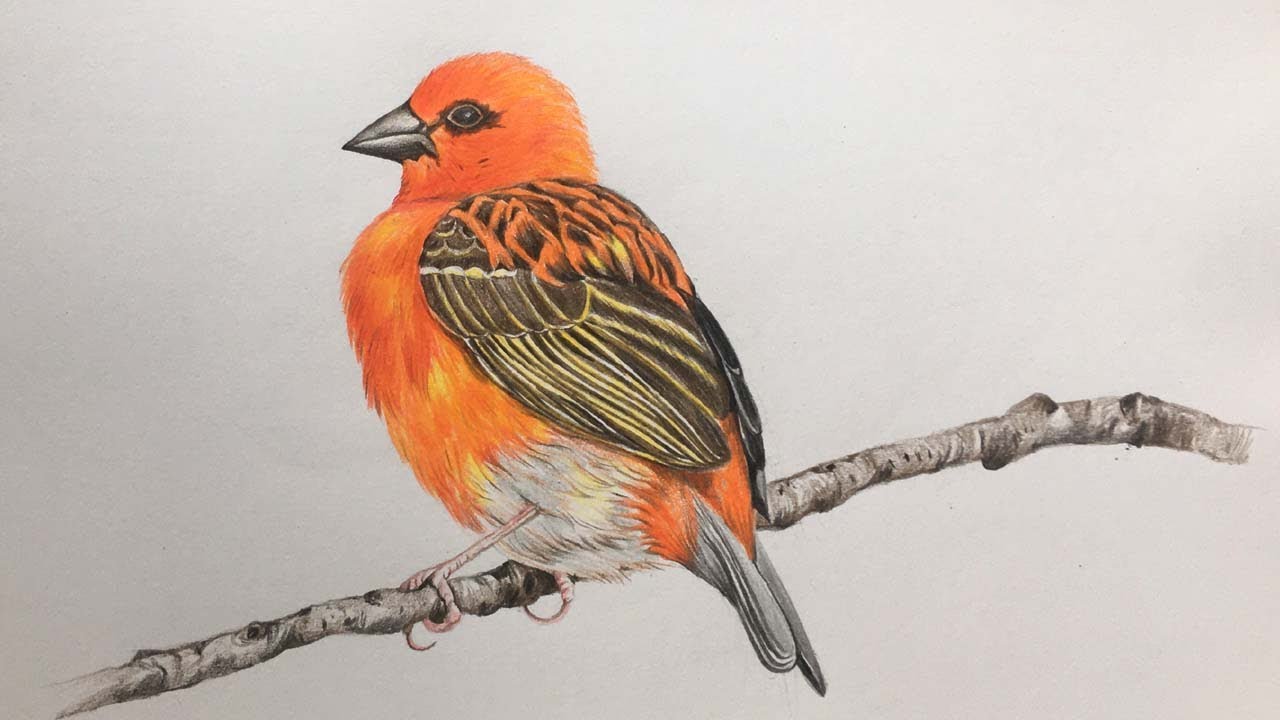 Bird Drawing in Color Pencils | How to Draw A  Bird | Color Pencil Drawing