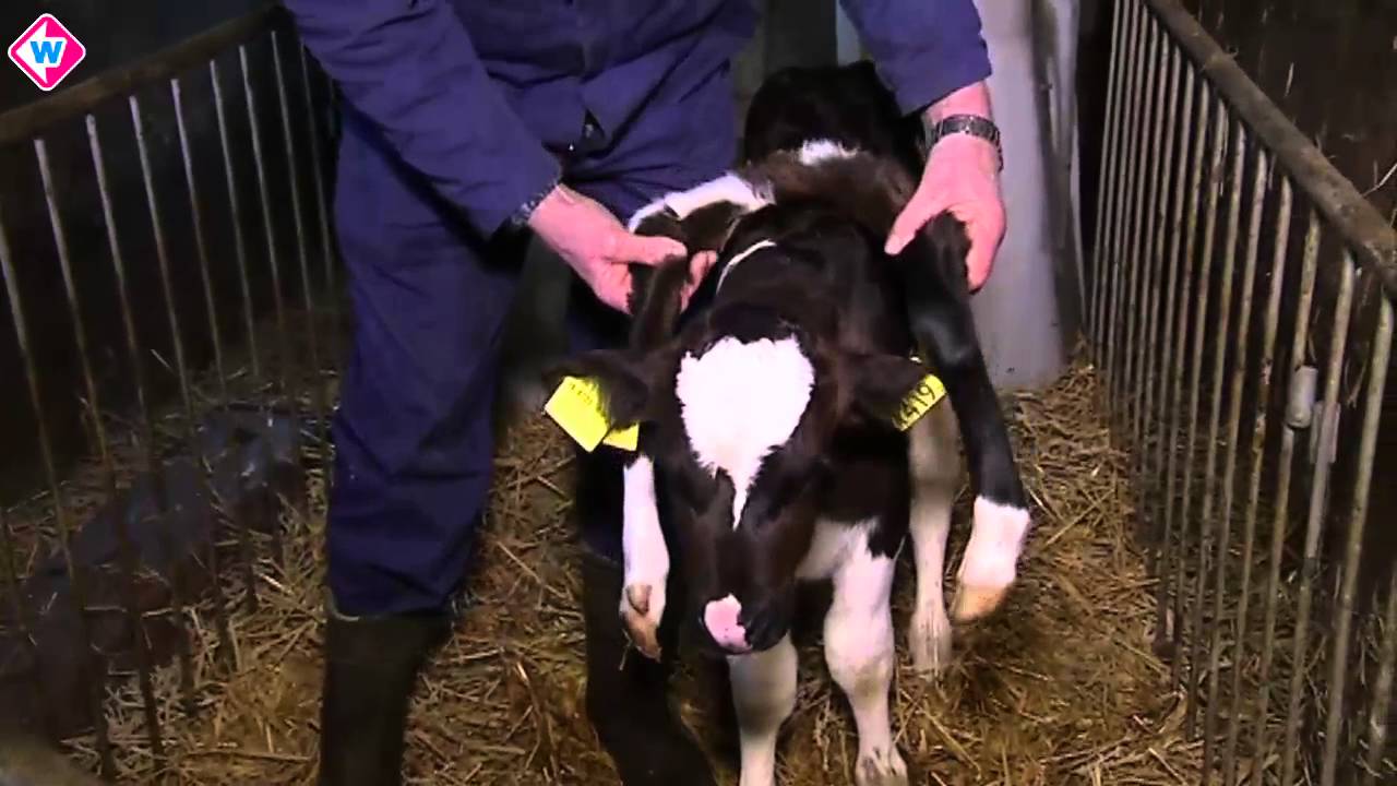 Kalf met zes poten maakt het goed