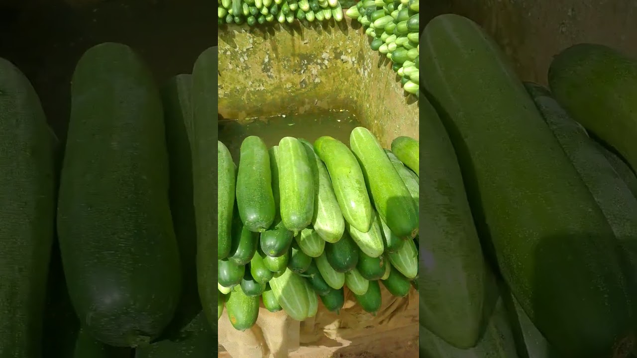 culture de concombre #garden #nature #food #agriculture #gardening #vegetables #concombre
