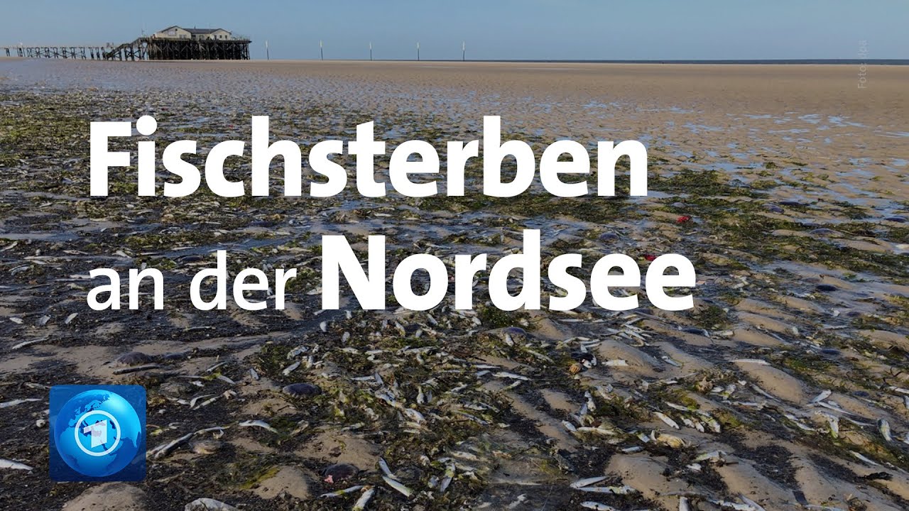 Rätselhaftes Fischsterben an der deutschen Nordseeküste