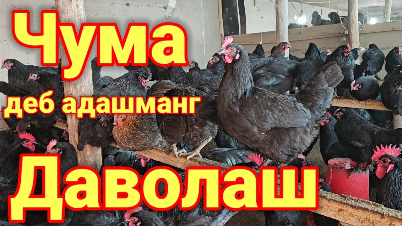 Чумага ухшаш Улим кассалигини даволаса булар экан