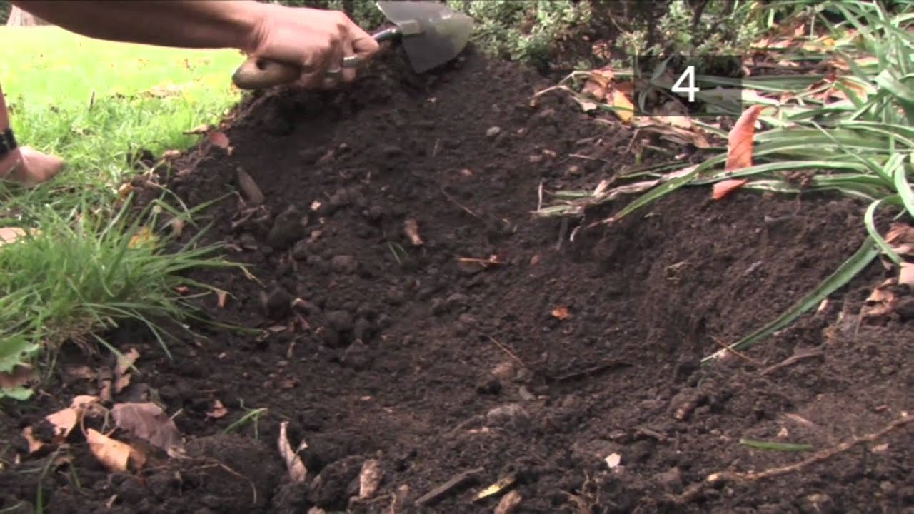 How and When To Plant Daffodil Bulbs