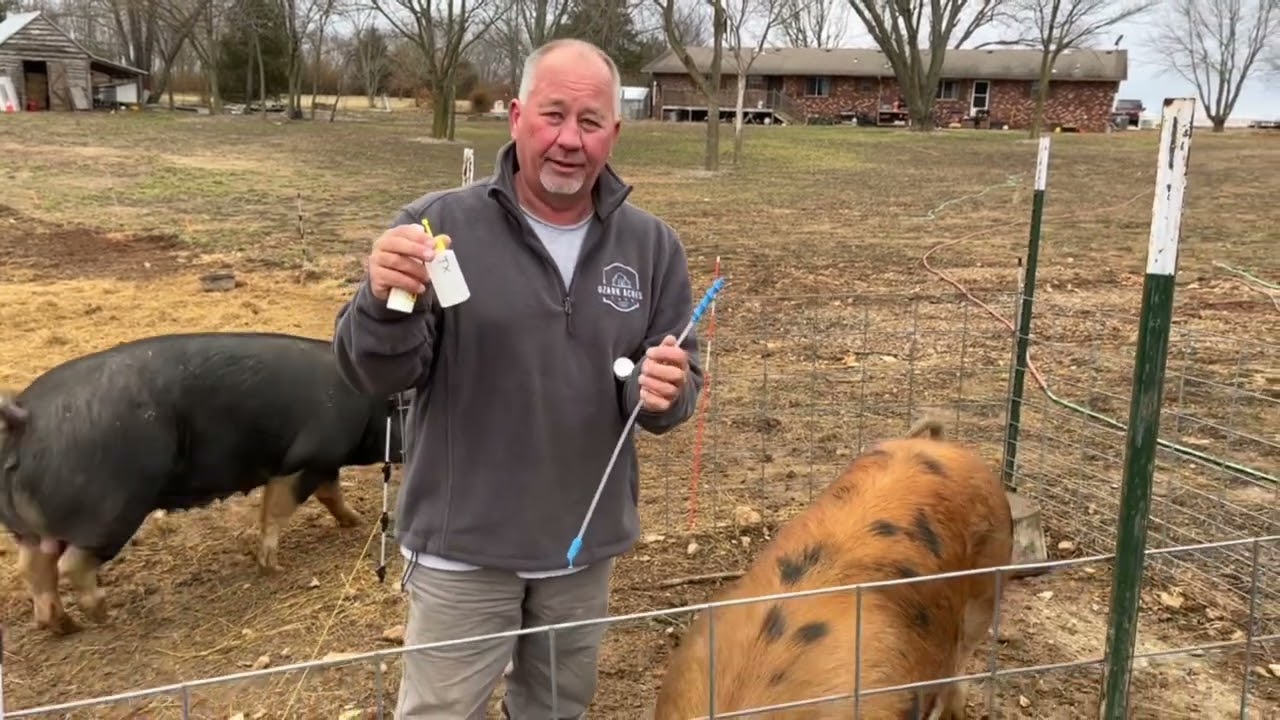 Here’s how we AI our pigs!
