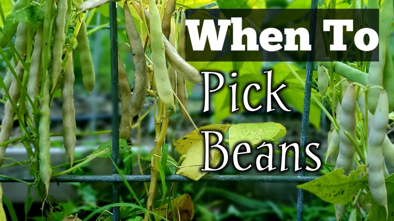 When To Harvest Beans-Different Stages of Growth