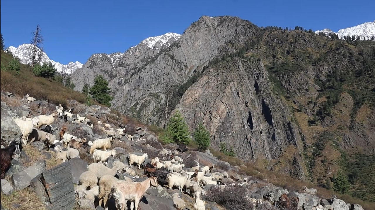 जो जिंदगी किताबों में नहीं मिलती बाड़ा भंगाल से जल्सू पास हमारी भेड़-बकरी वाली असली पहाड़ी जिंदगी |