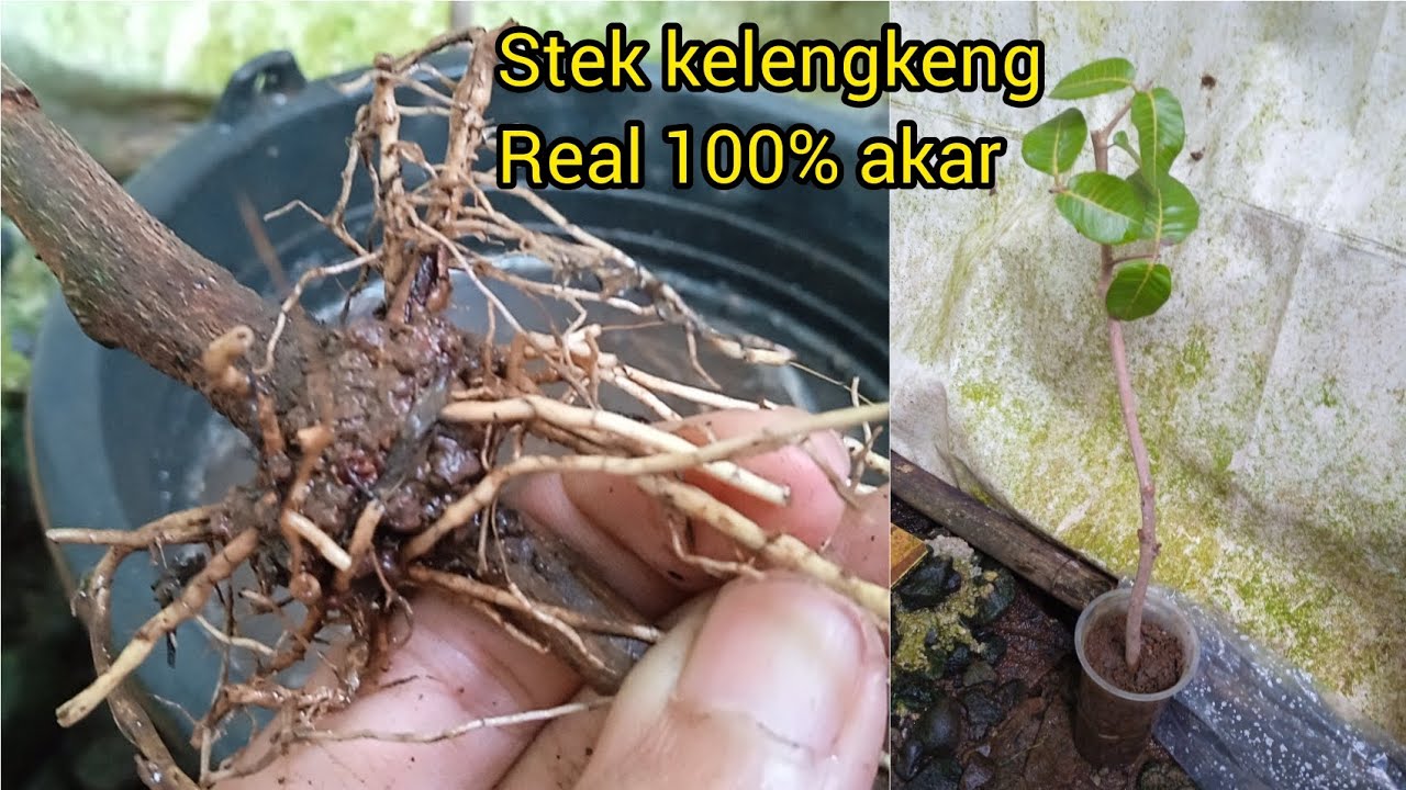cara stek kelengkeng agar tumbuh akar || ternyata mudah