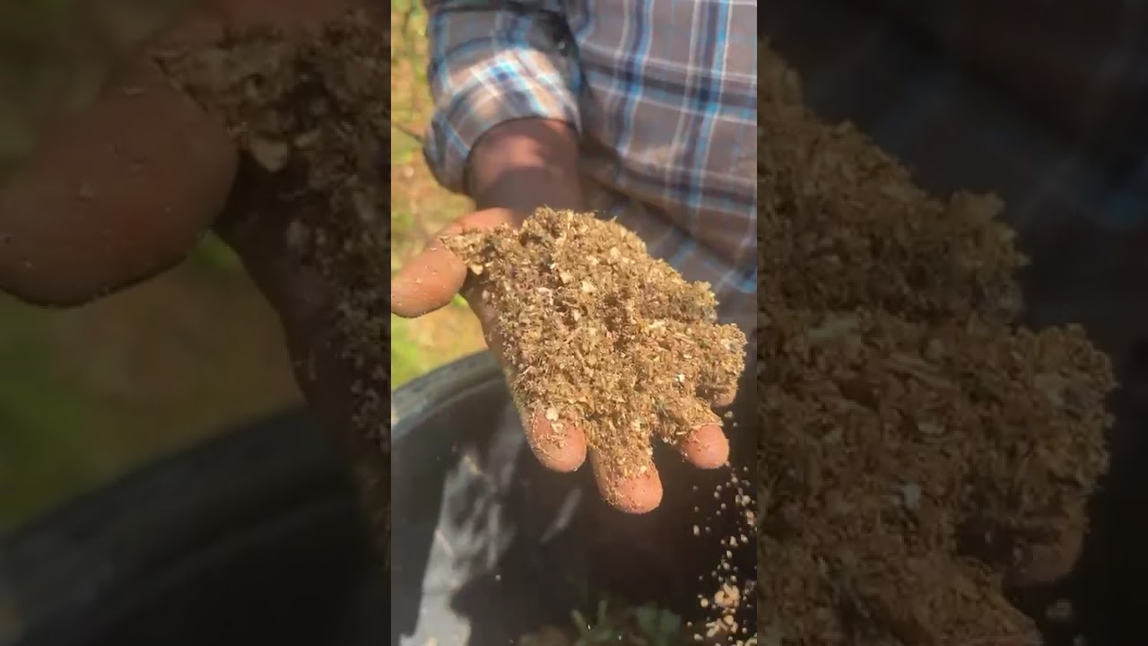പയർ തോട്ടത്തിലേക്കുള്ള ജൈവ വളം ഉണ്ടാക്കുന്ന ത് എങ്ങിനെ യാണ് ന്നു ഒന്ന് കണ്ടു നോക്കു 