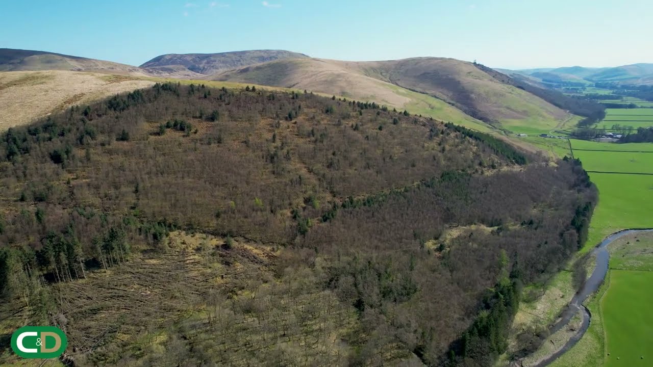 woodland at ewesdale