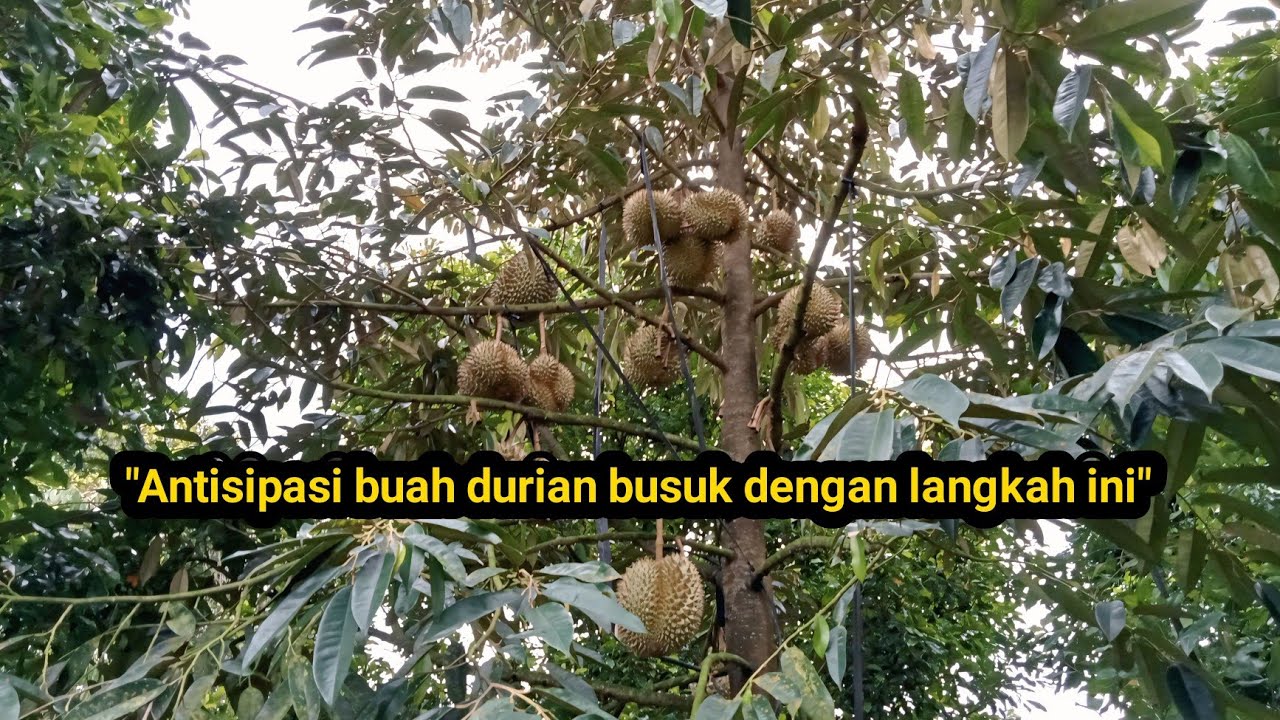 Antisipasi buah durian busuk saat curah hujan tinggi.